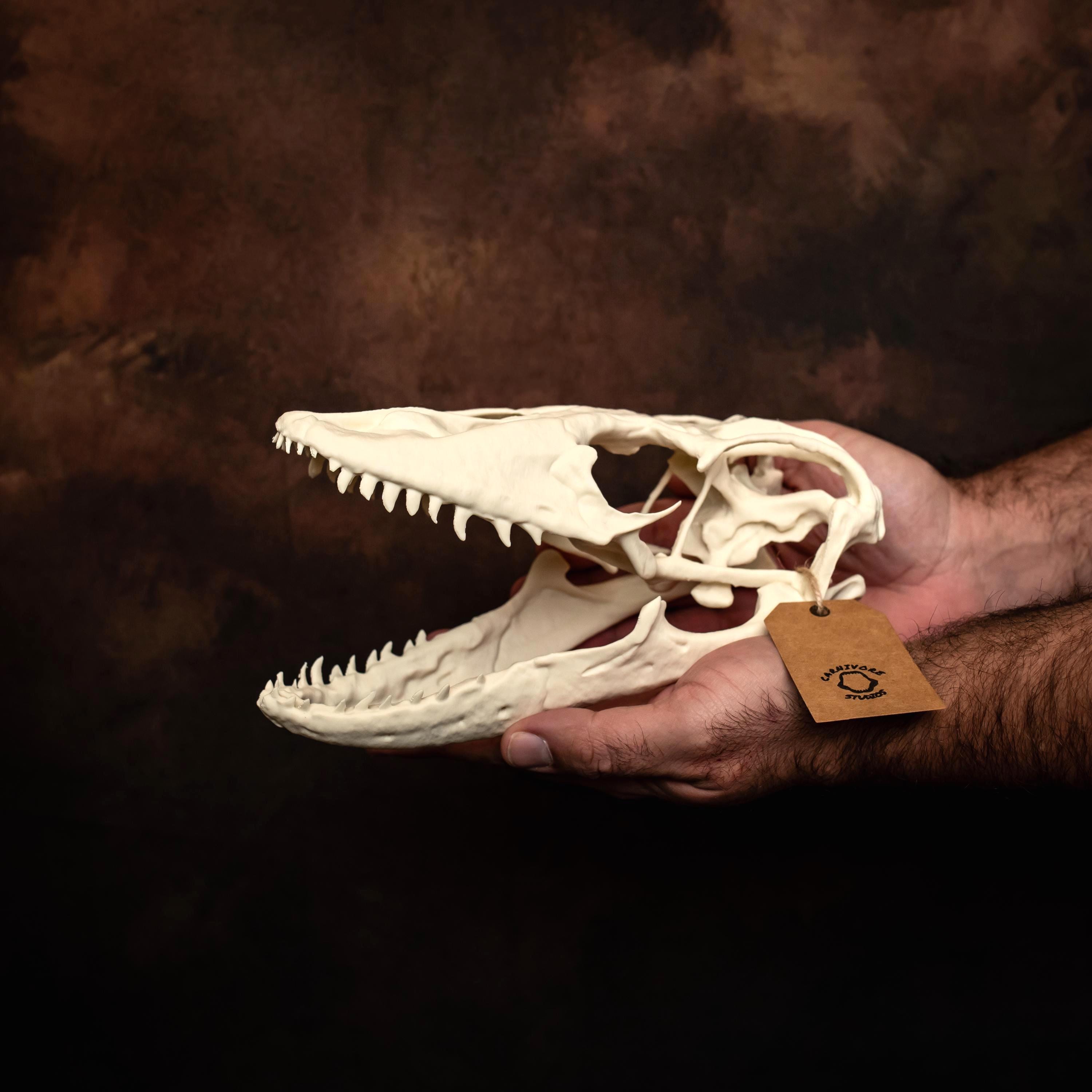 Komodo dragon skull - Etsy 日本