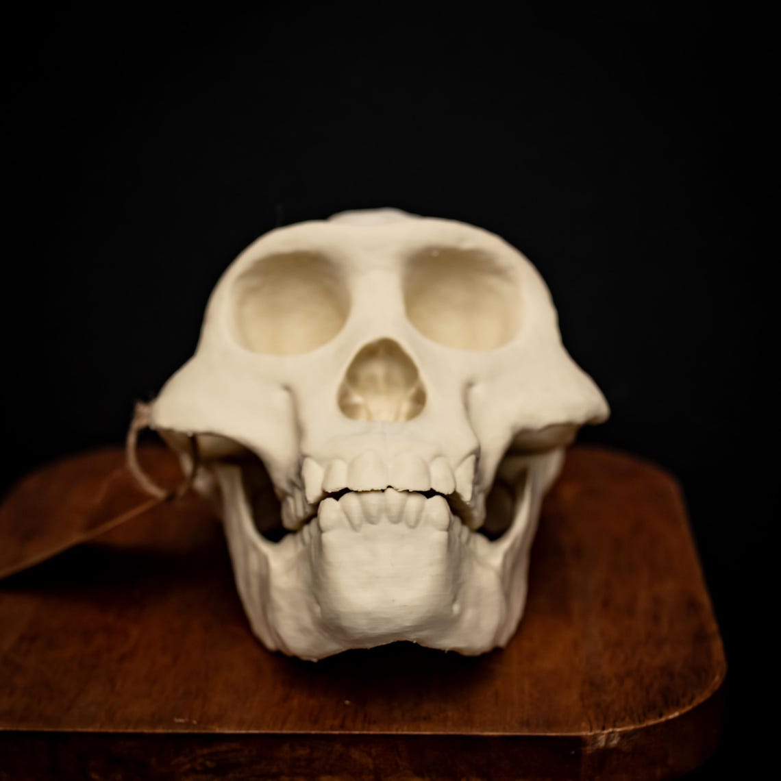 Australopithecus Afarensis Skull Replica Lucy Human Ancestor Evolution ...