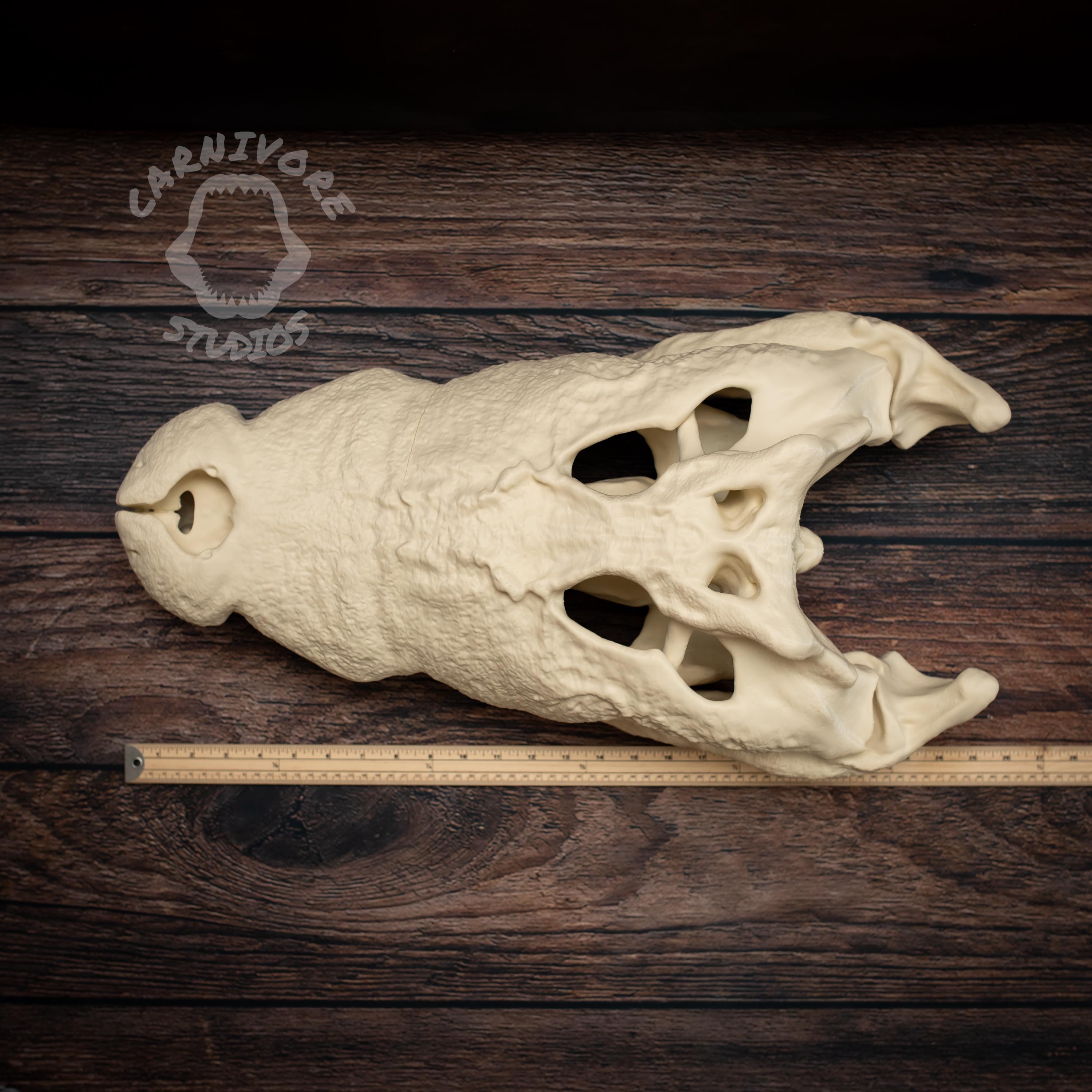 XL Nile Crocodile Skull Kit: 25