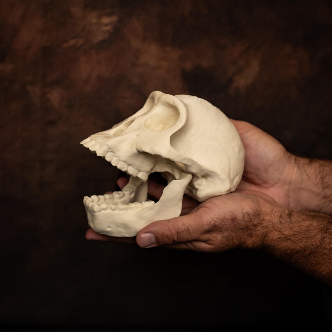 Australopithecus Afarensis Skull Replica Lucy Human Ancestor Evolution ...