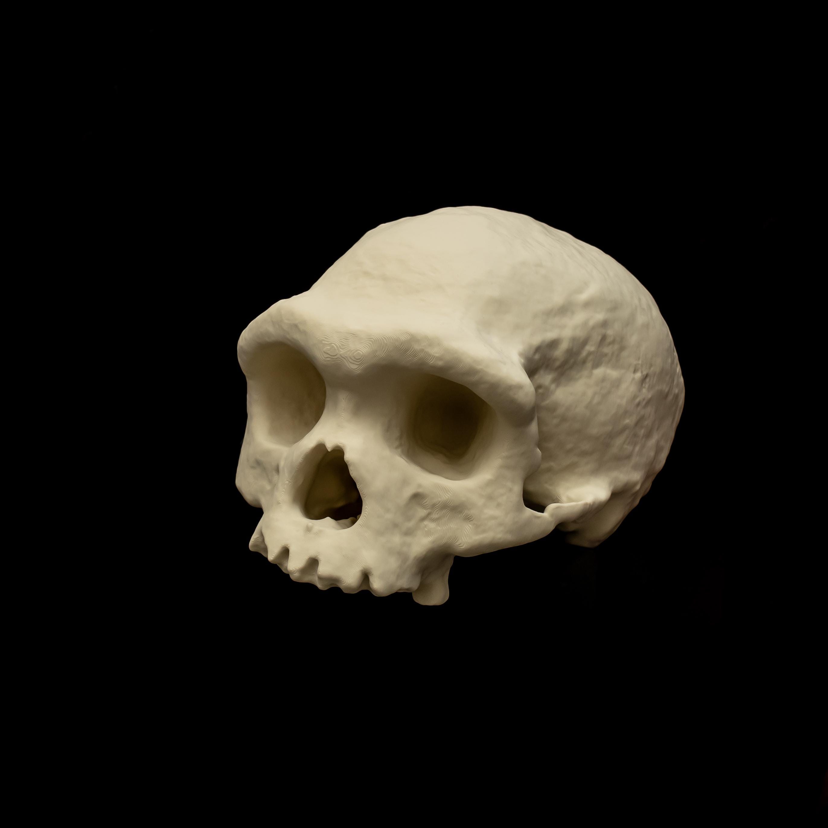 Homo Longi Skull Replica Denisovan Dragon Man Harbin Cranium Human 