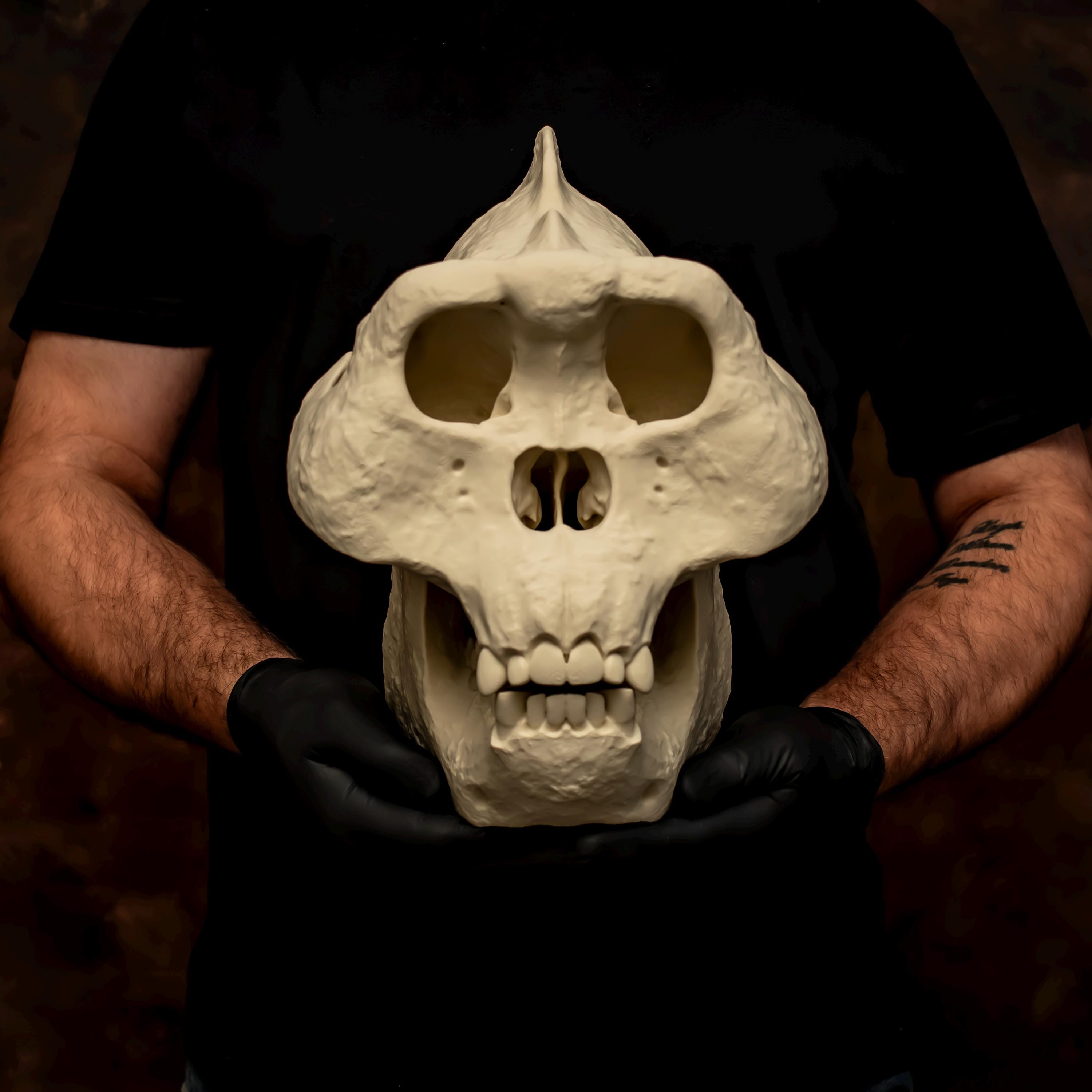 Disarticulated animal skeleton - Etsy 日本