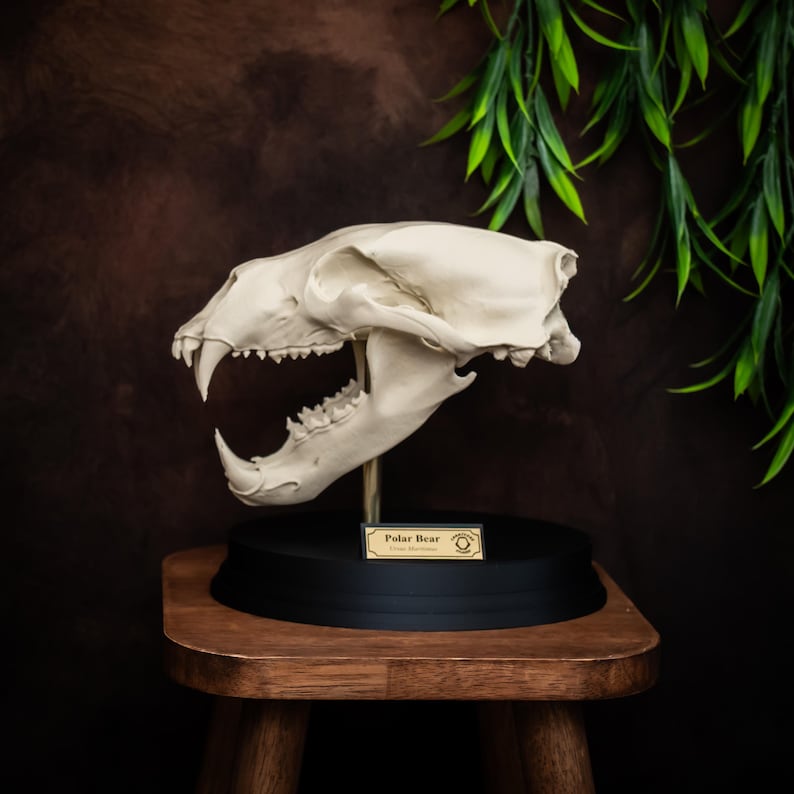 May include: A polar bear skull replica, off-white in color, mounted on a black base with a gold-colored label. The skull is displayed on a small wooden stool against a dark brown background with green foliage.