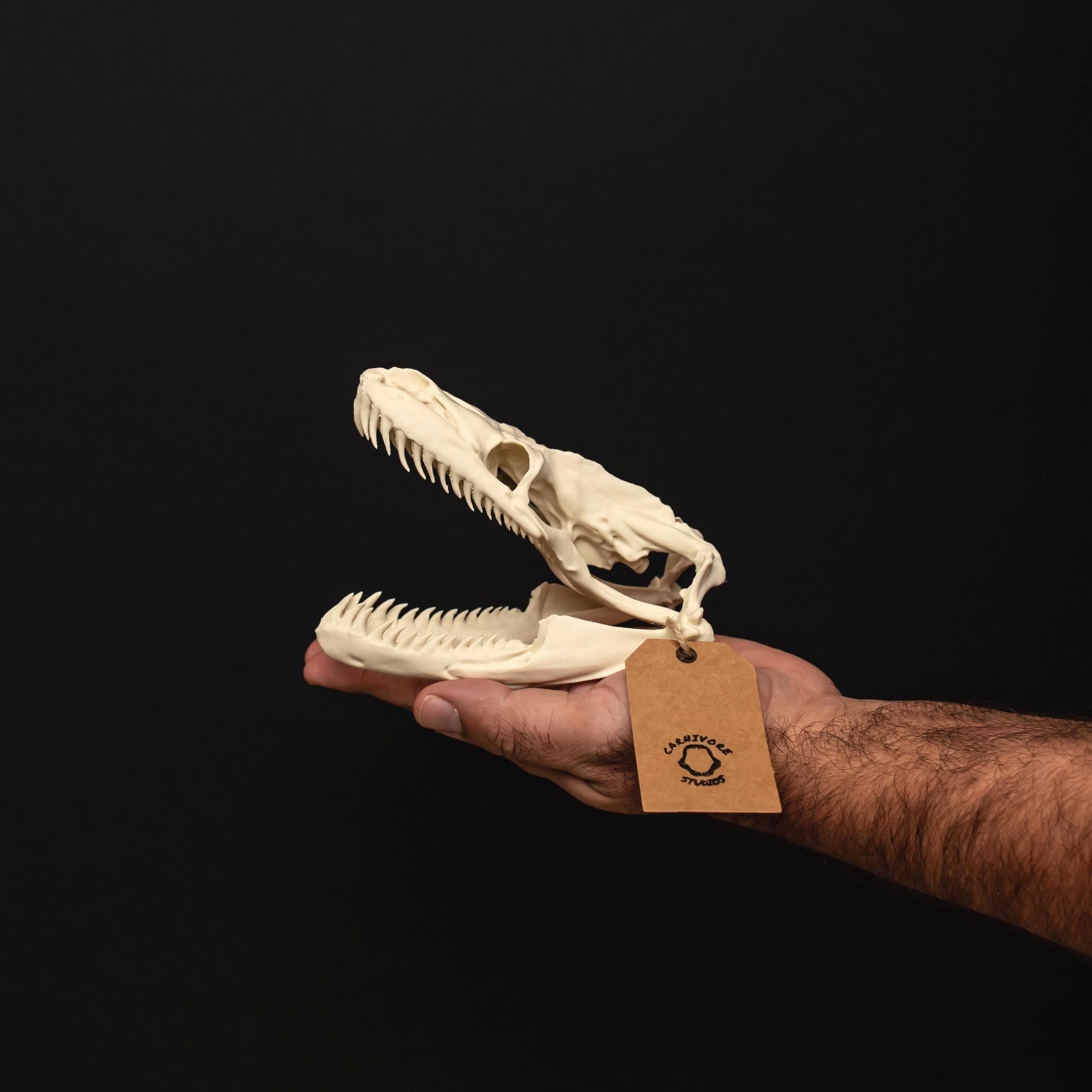 Python Skull Mount Python Skull Replica | 150mm Life-size Model | Exclusive Anatomical ...