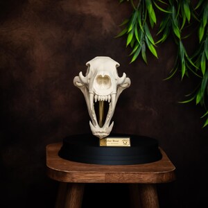 May include: A polar bear skull replica with a gold-colored tusk, displayed on a black base. The skull is off-white, with visible teeth and intricate bone structure. The base sits on a wooden stool against a dark brown backdrop.