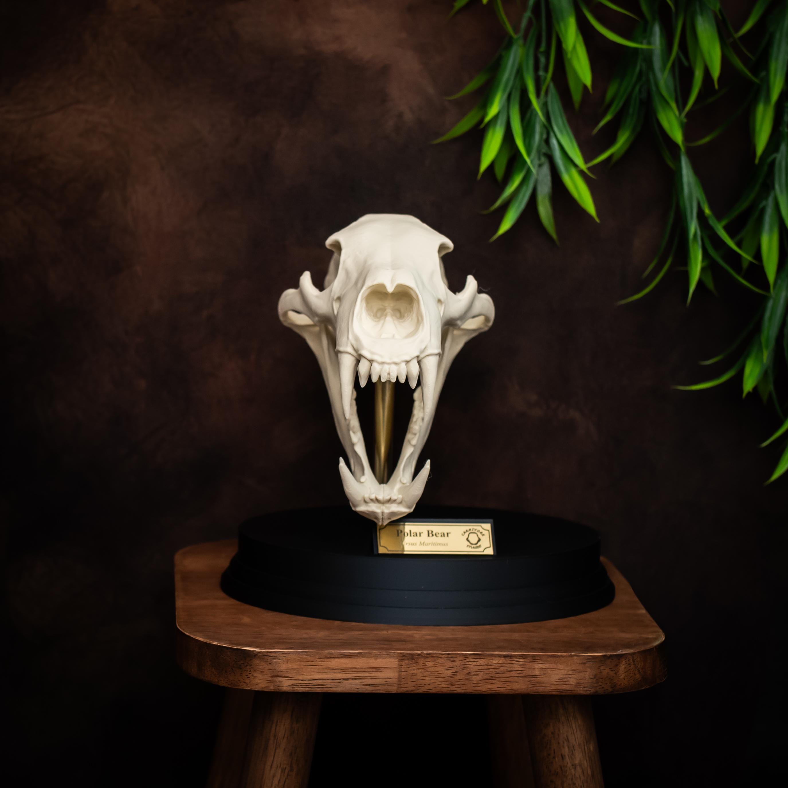 Polar Bear Skull Replica: Bone Effect, Museum Quality Arctic Decor