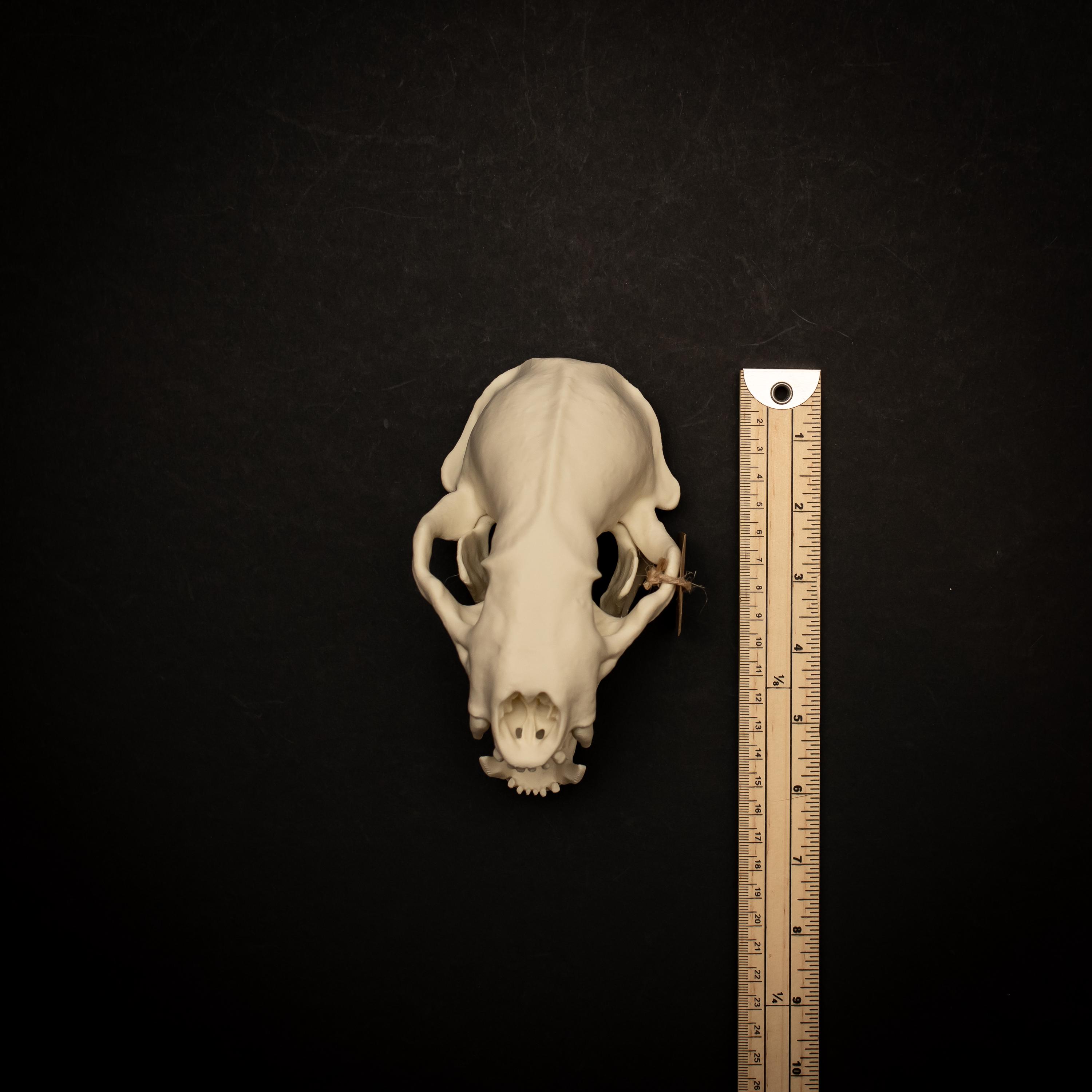 Lifesize Honey Badger Skull Replica 3D Printed Model | Museum