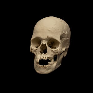 May include: A cream-coloured human skull against a black backdrop. The skull's features, including eye sockets, nasal cavity, and teeth, are clearly visible. The jaw is open, and the overall presentation is detailed and realistic, with visible bone structure.