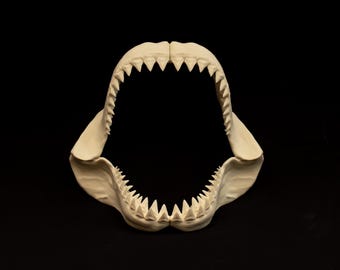 本物のホシザメの顎 Carcharhinus sorrah ~ (3-1/2