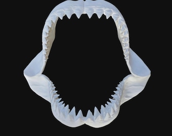 本物のホシザメの顎 Carcharhinus sorrah ~ (3-1/2