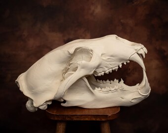 ホッキョクグマの頭蓋骨レプリカ 実物大 43cm 巨大なクマの頭蓋骨 自然