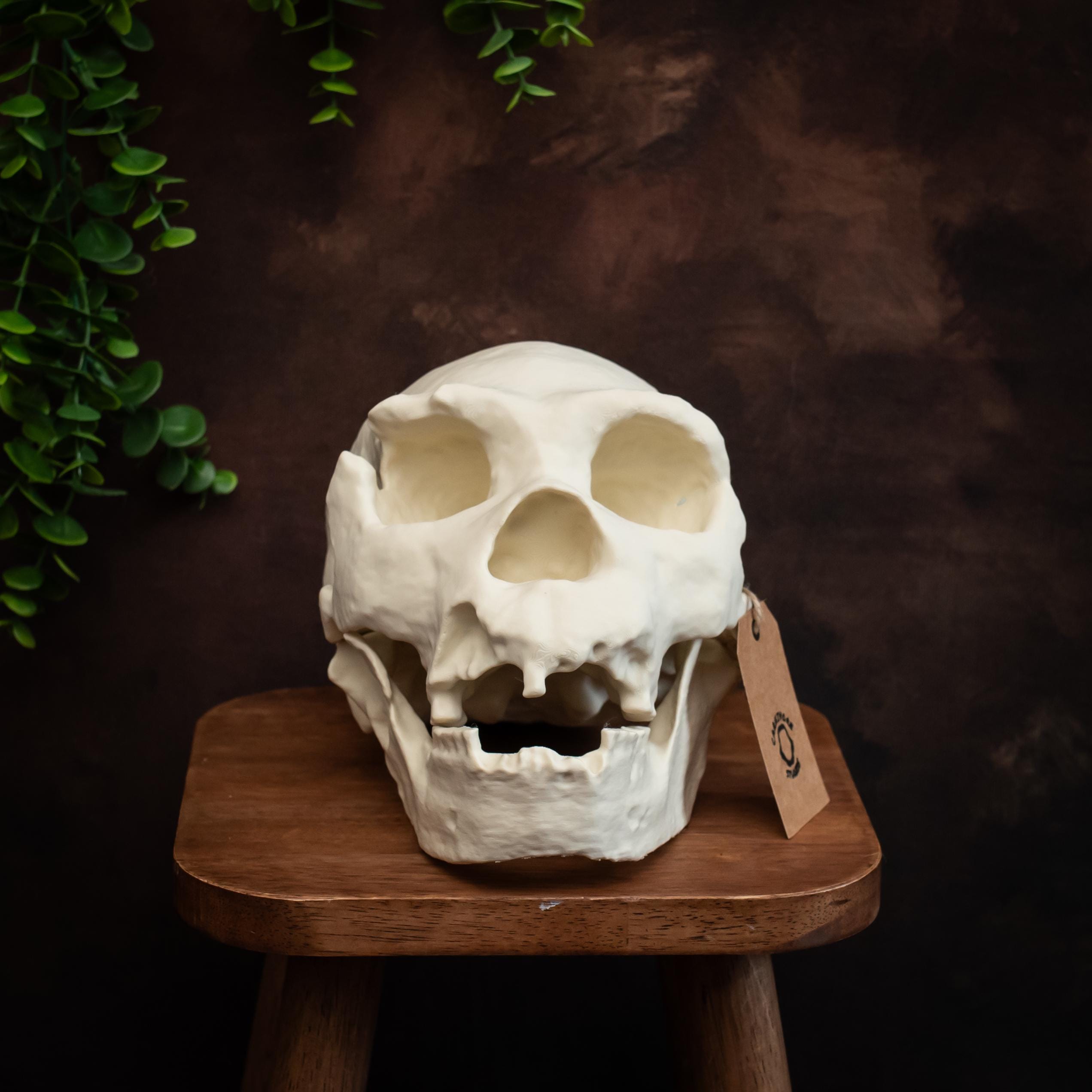 ホモ・ハイデルベルゲンシスの頭蓋骨レプリカ：実物大化石モデル