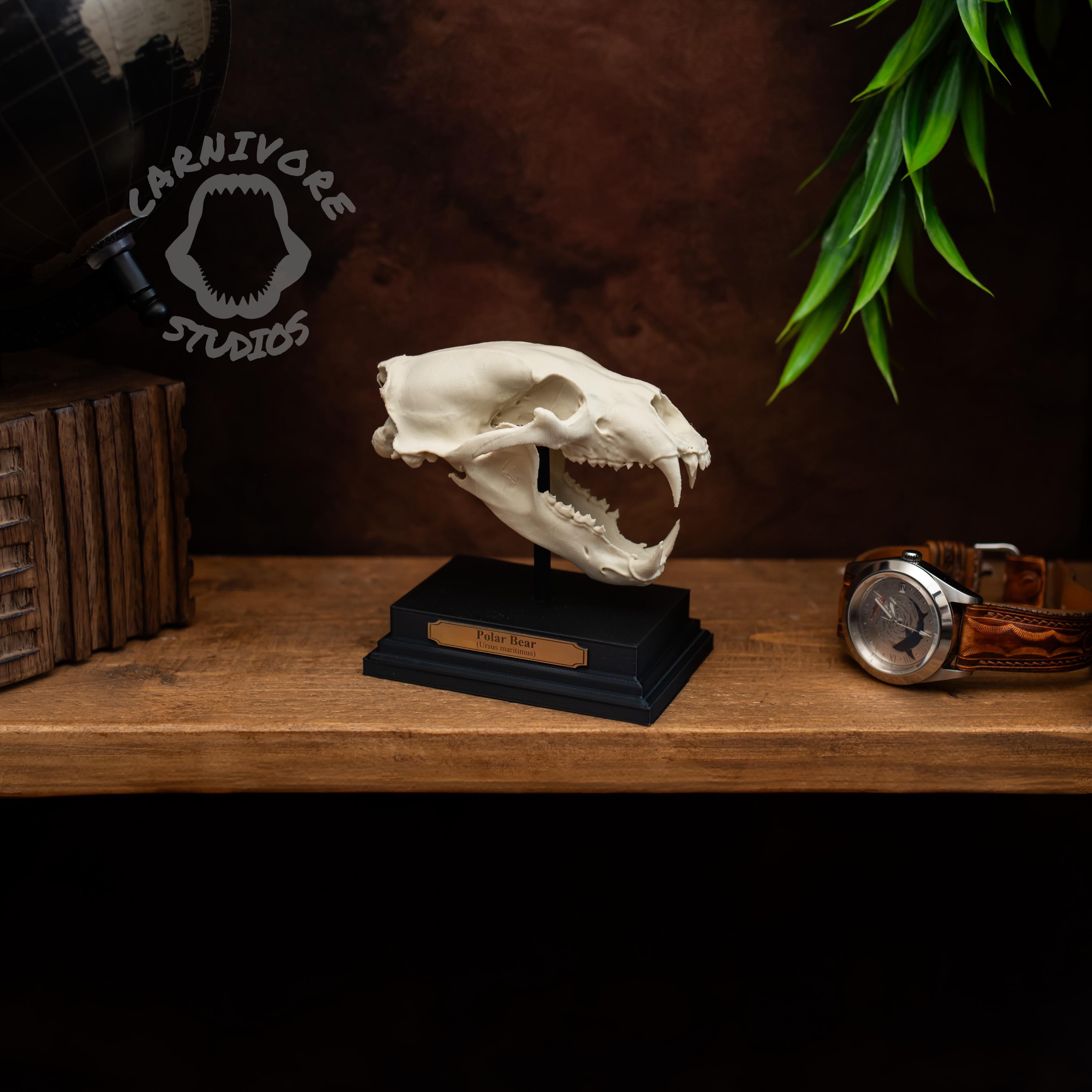 Polar Bear Skull Replica | Miniature 3D Printed Collectable With