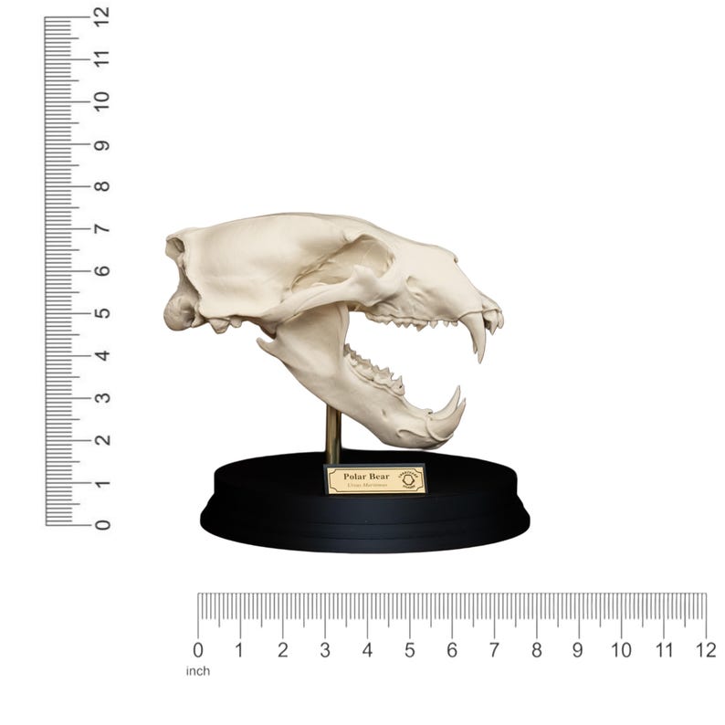 May include: A polar bear skull replica, off-white in color, mounted on a black base. The skull is detailed, showing teeth and bone structure. The base has a small gold plaque that reads "Polar Bear".