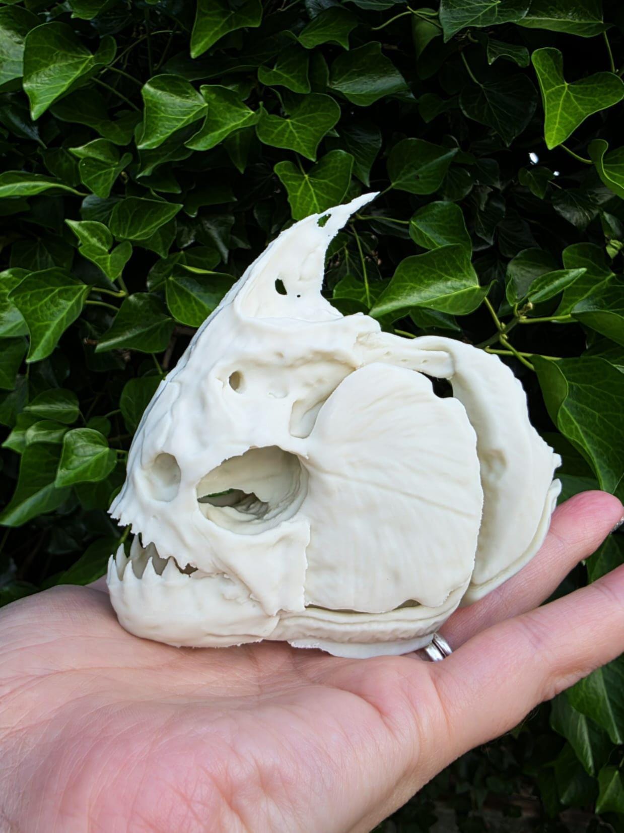 Piranha fish taxidermy - Etsy 日本