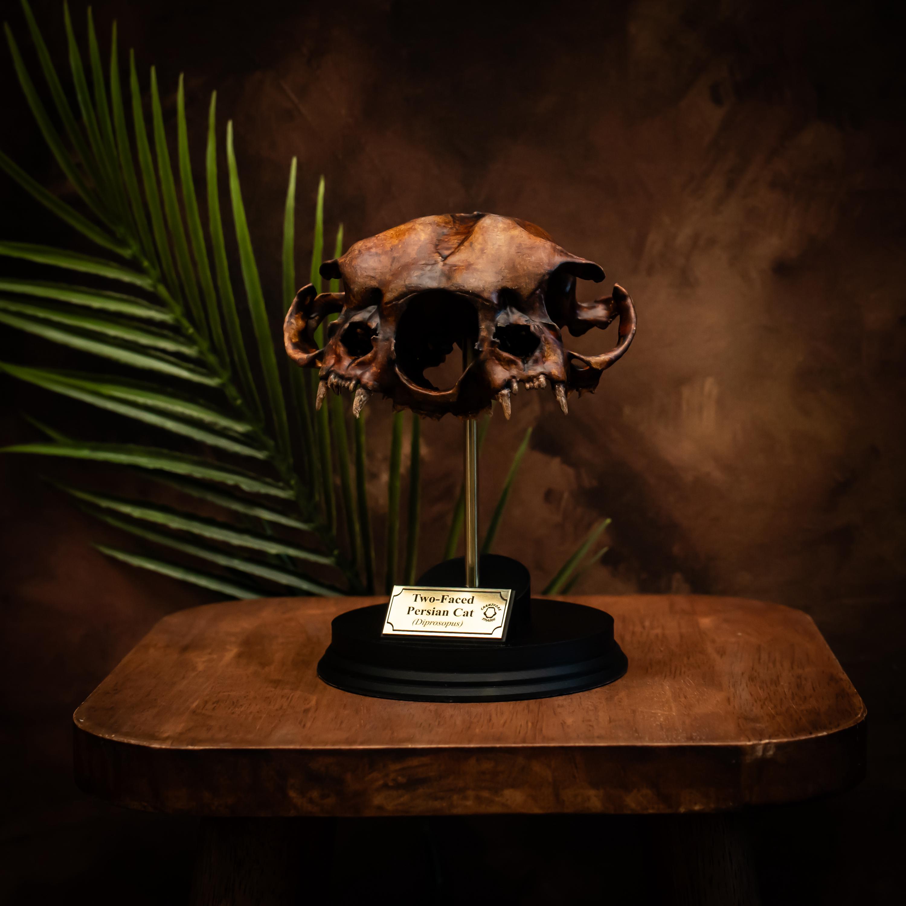 Two Headed Cat Skull Diprosopus Persian Replica Curiosity Dark