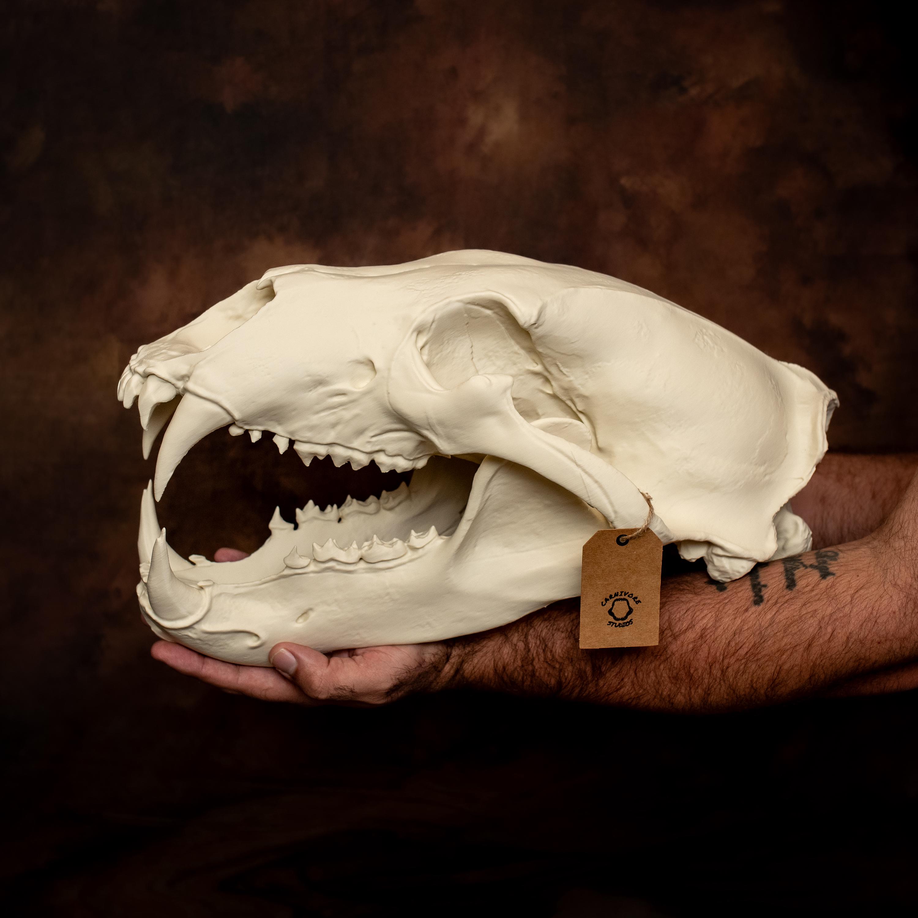 Giant Polar Bear Skull Replica: 17