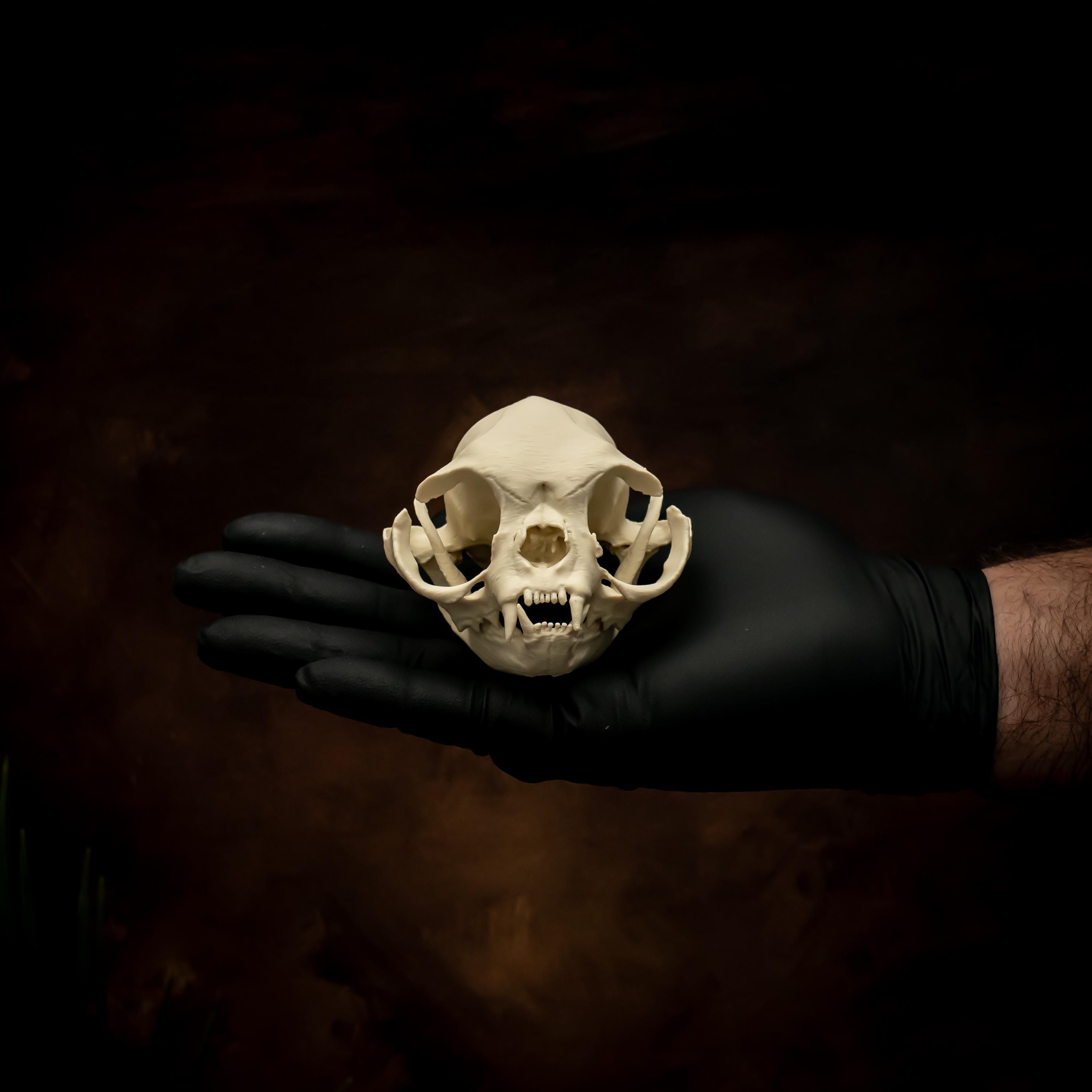 Persian Cat Skull Replica Life Size Animal Anatomy Model Real Scan