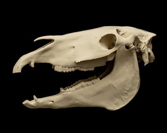 Horse Skull Replica Equine Skull Veterinary Anatomy Model 26cm 50% Scale Separate Jaw
