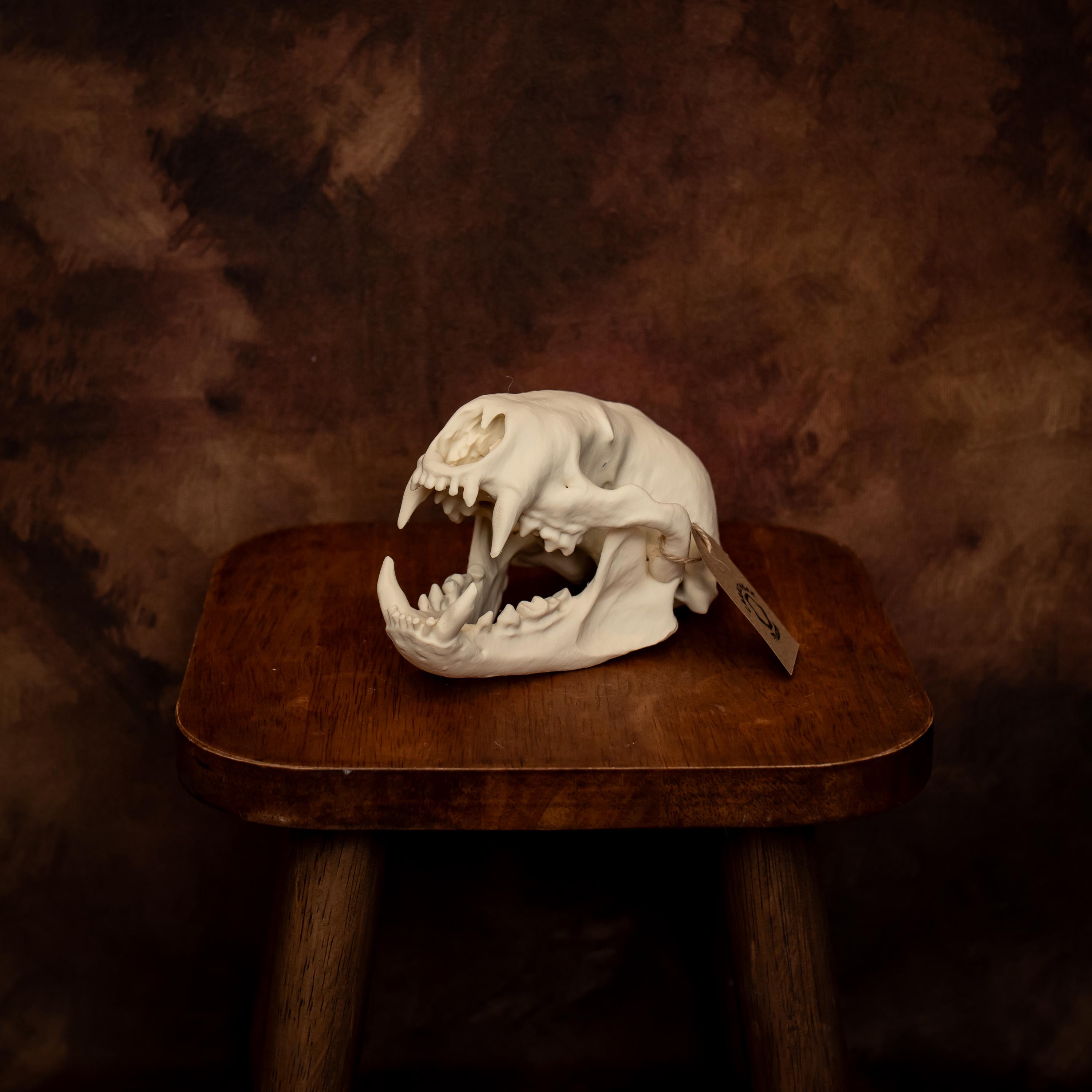 希少！ 高品質　ラーテル（Honey badger）頭骨　※CITES書類付 ☆ 即納 ☆ 希少！最高品質！完品！ ラーテル 頭骨 ※データ・CITES