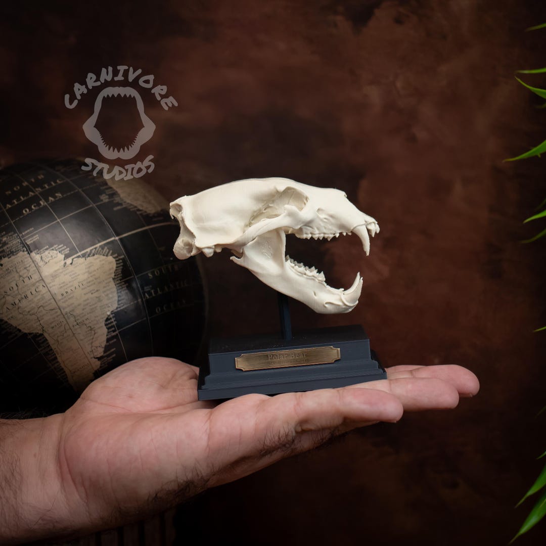 Polar Bear Skull Replica | Miniature 3D Printed Collectable With