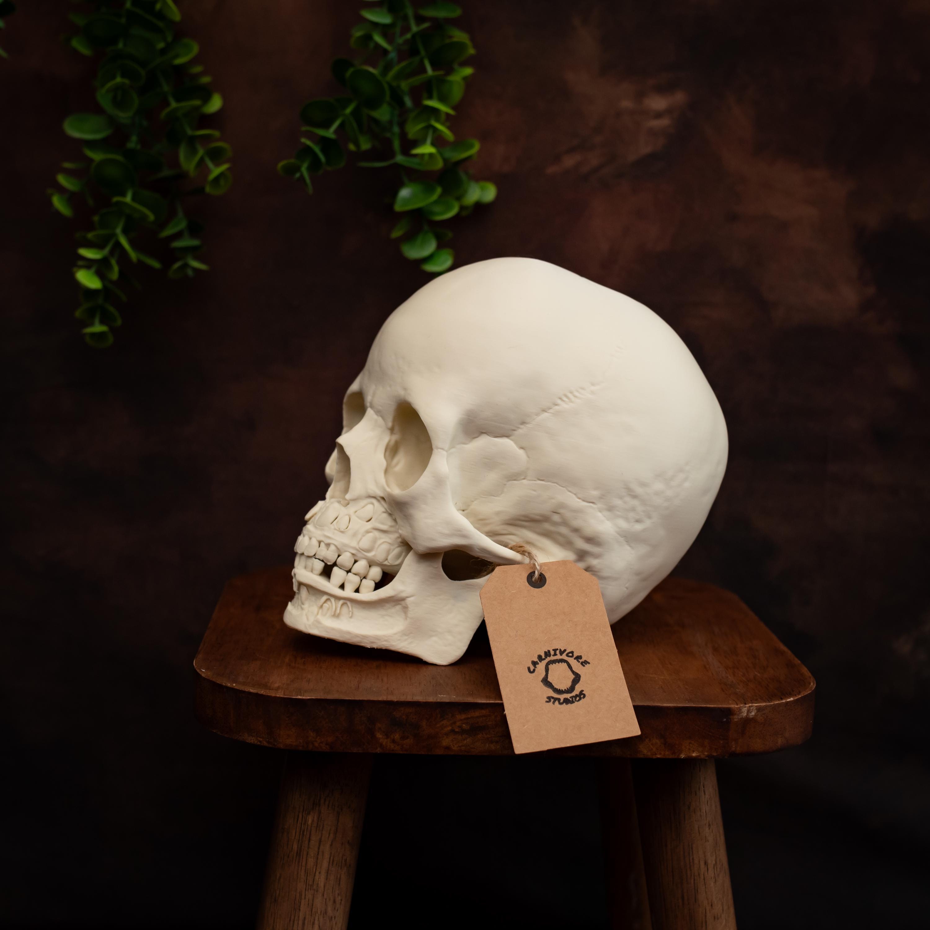 Toddler Skull Anatomy Model: Cut-away Replica With Developing