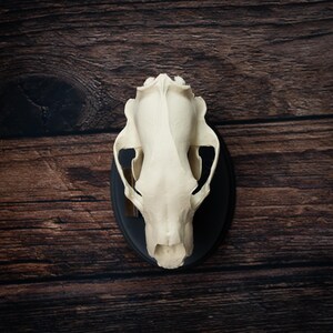 May include: A cream-colored animal skull mounted on a black oval plaque. The skull is centered, showcasing its detailed bone structure. The background is a dark brown wooden surface.