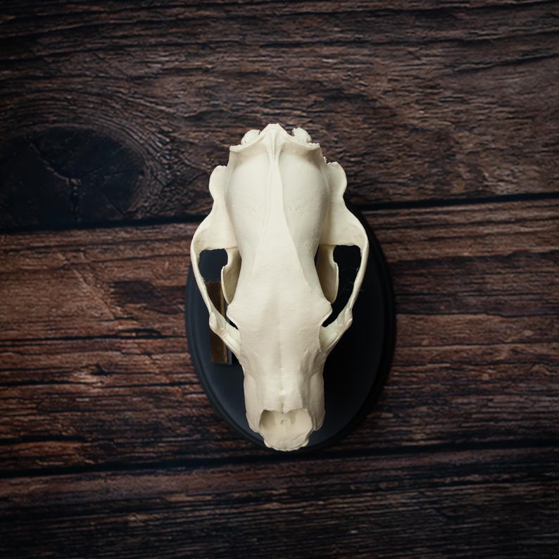 May include: A cream-colored animal skull mounted on a black oval plaque. The skull is centered, showcasing its detailed bone structure. The background is a dark brown wooden surface.