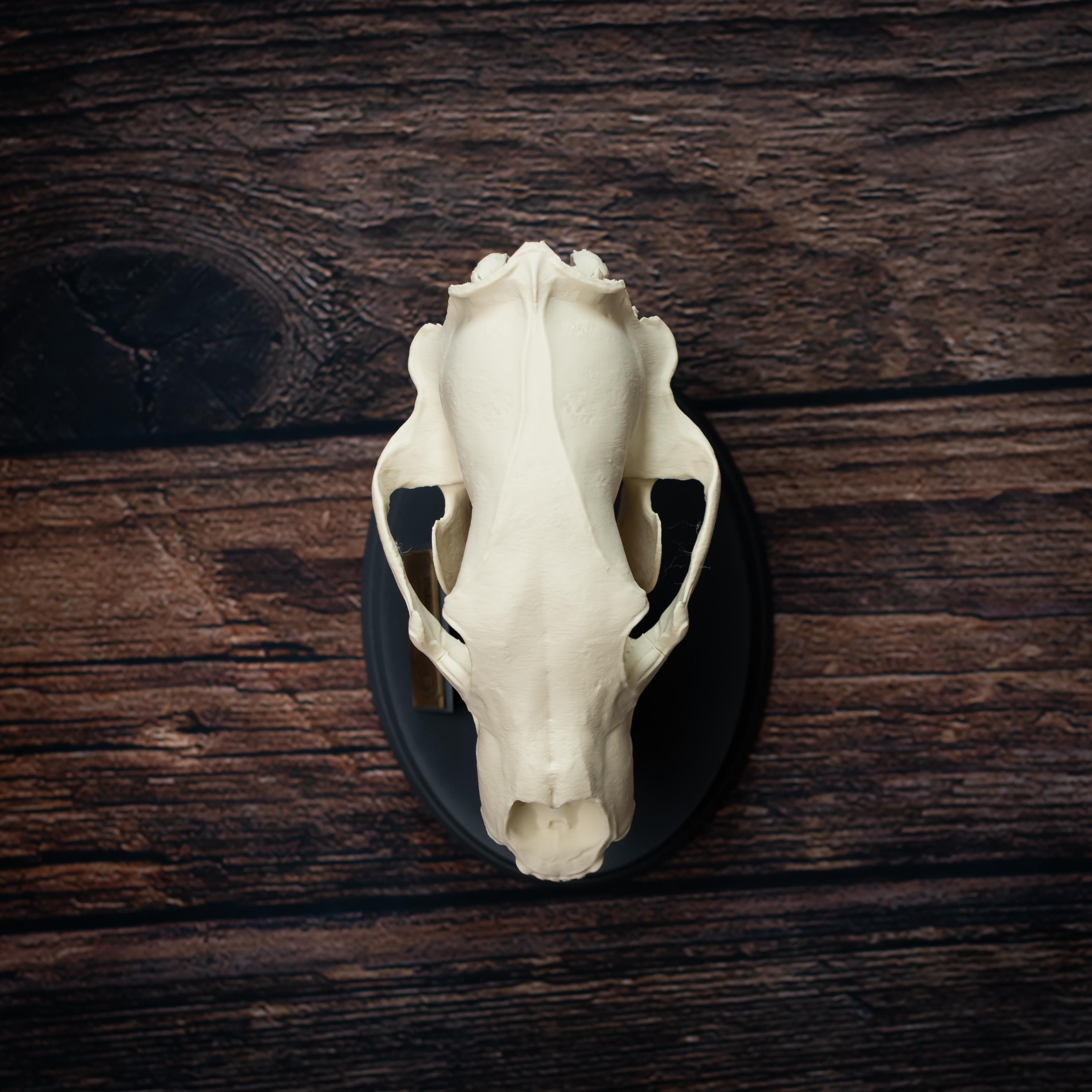 Polar Bear Skull Replica: Bone Effect, Museum Quality Arctic Decor