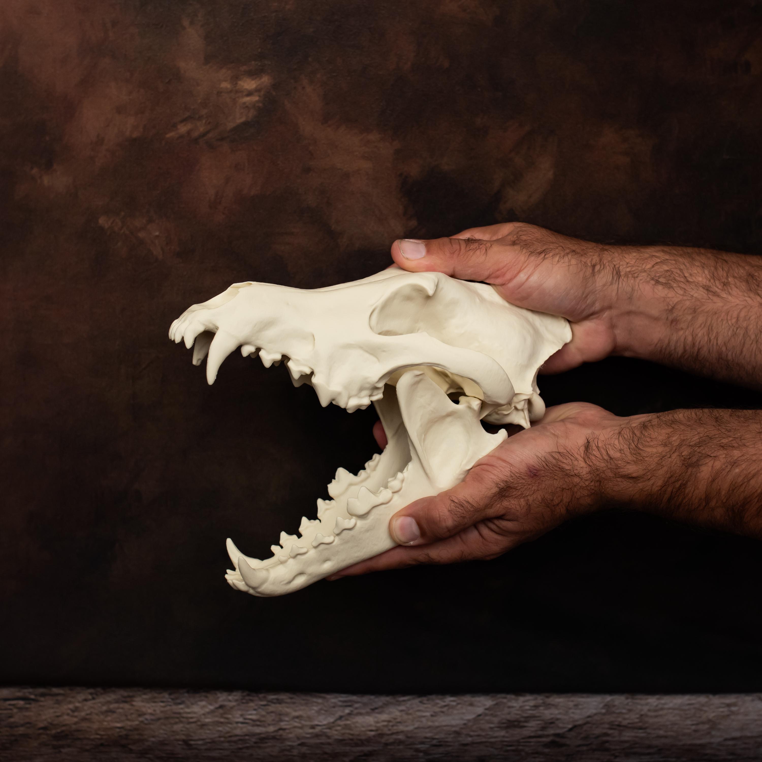 Wolf Skull Replica, Bone Colour | Natural History & Gothic Decor