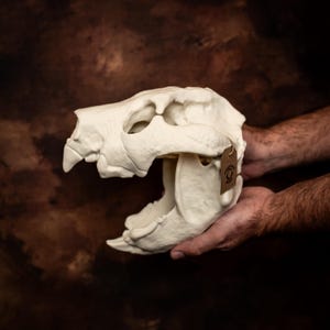 Thylacoleo Skull Replica: Life Size Marsupial Lion Fossil Display Model