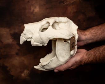 有袋類であるライオン（Thylacoleo carnifex）の頭蓋骨を、バイオ