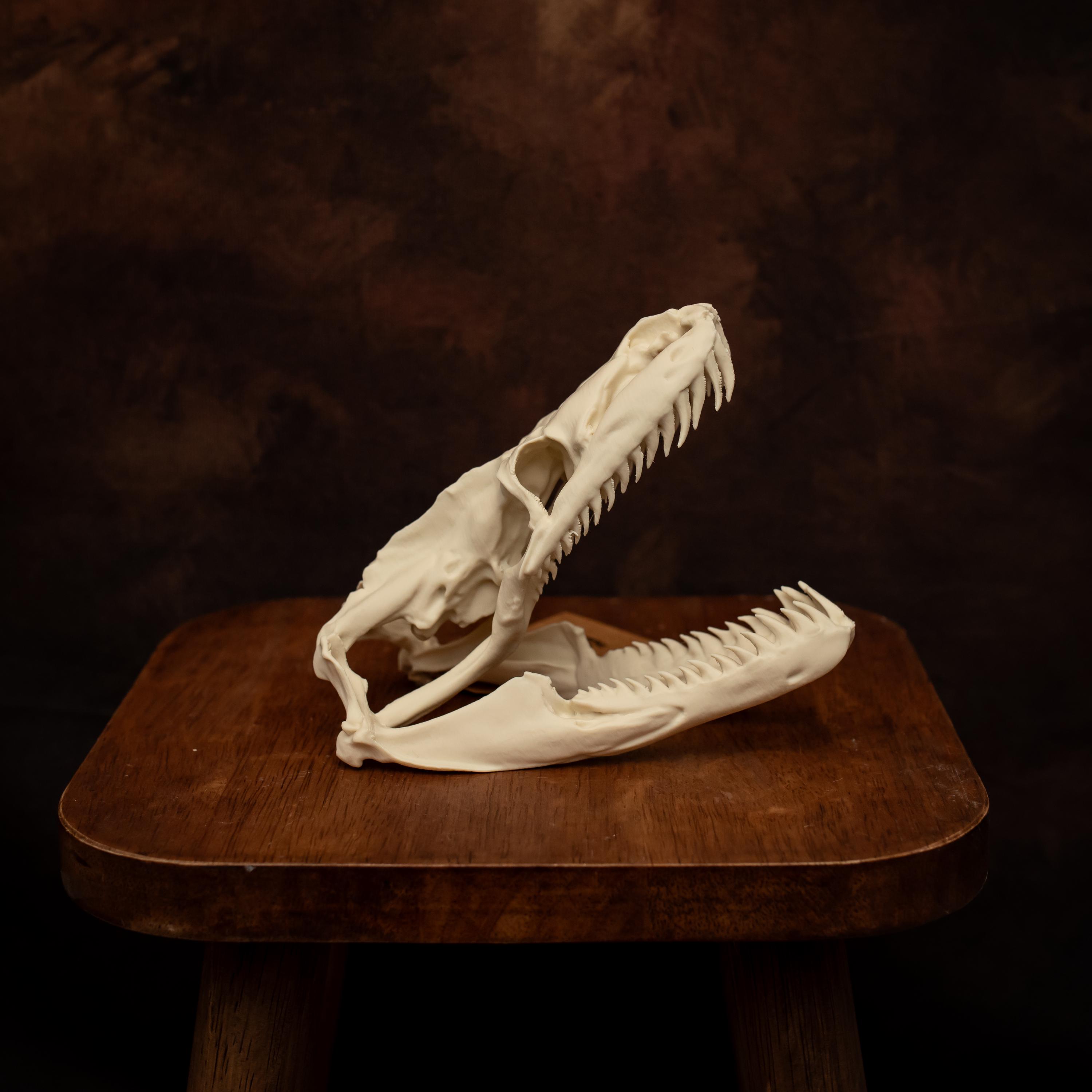 Python Skull Replica | 150mm Life-size Model | Exclusive Anatomical ...