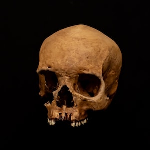 Human Skull Exclusive Lifesize Replica. Scanned, made, and Hand Painted by Carnivore Studios