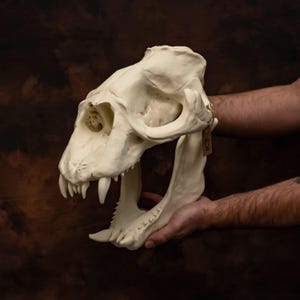 Elephant seal skull, 14" replica. Huge marine biology museum home decor