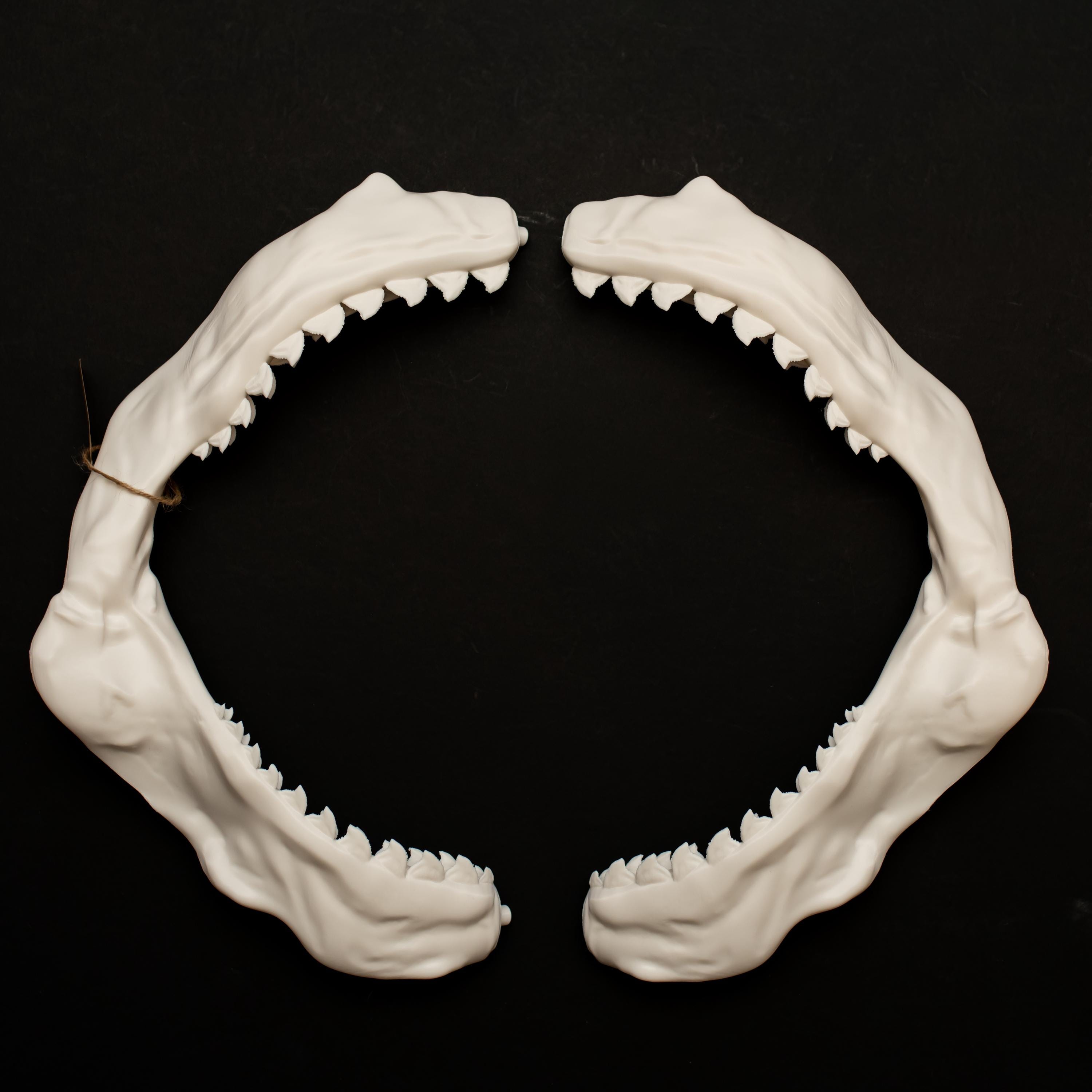 Tiger Shark Jaw 16 Inch Lifesize Replica Movie Prop Jaws - Etsy