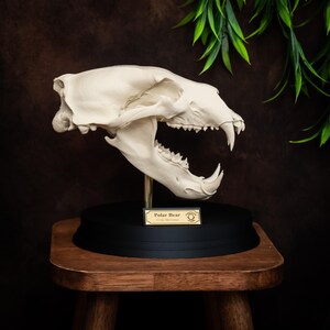 May include: A detailed, off-white polar bear skull replica, mounted on a black base with a gold-colored support. The skull is displayed on a small wooden stool against a dark brown backdrop, with green foliage in the background. A small plaque reads "Polar Bear".