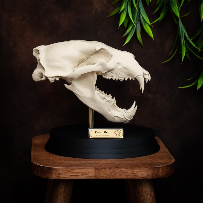May include: A detailed, off-white polar bear skull replica, mounted on a black base with a gold-colored support. The skull is displayed on a small wooden stool against a dark brown backdrop, with green foliage in the background. A small plaque reads "Polar Bear".