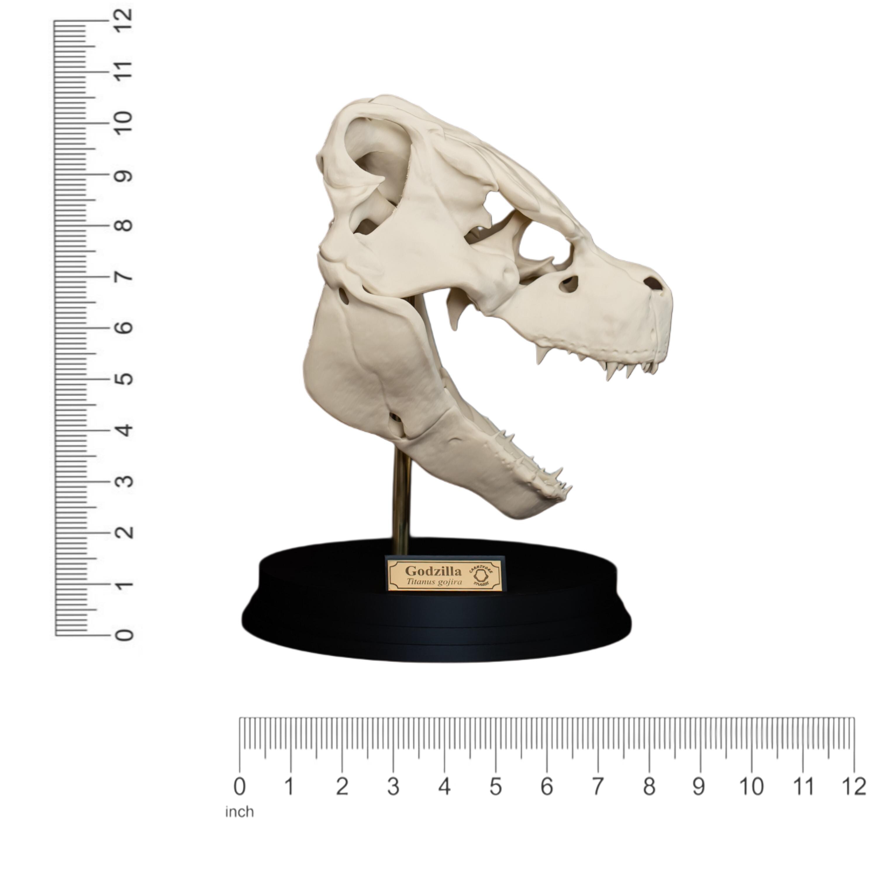 Godzilla Skull Replica 200mm | Bone Effect Kaiju Collectable