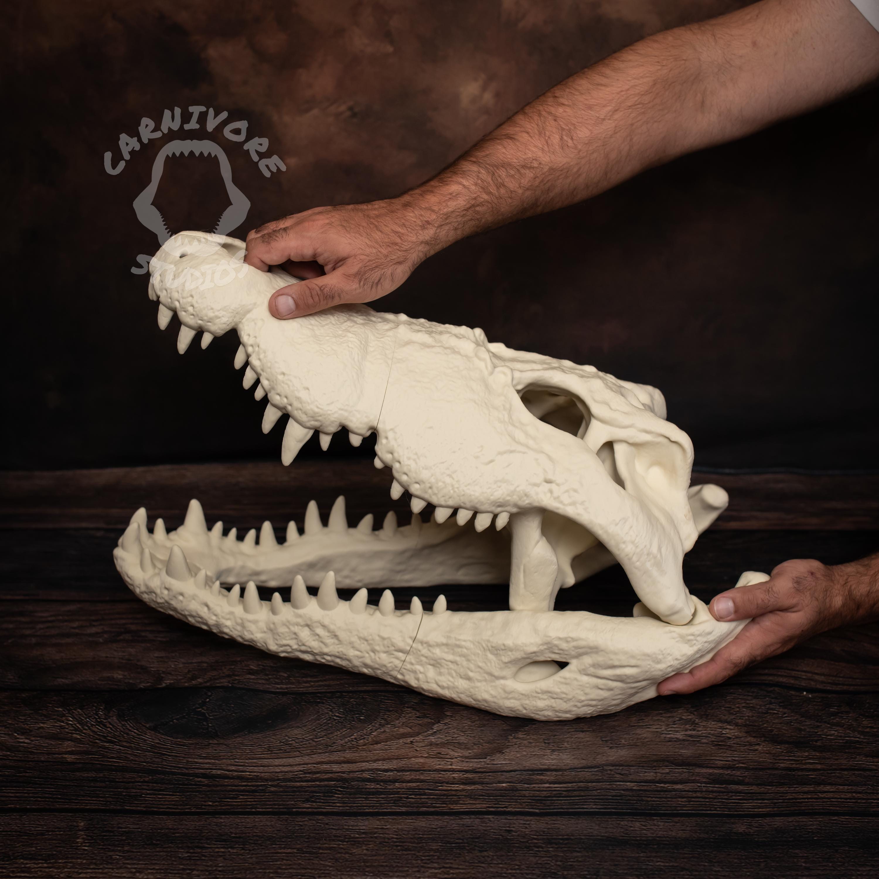 XL Nile Crocodile Skull Kit: 25