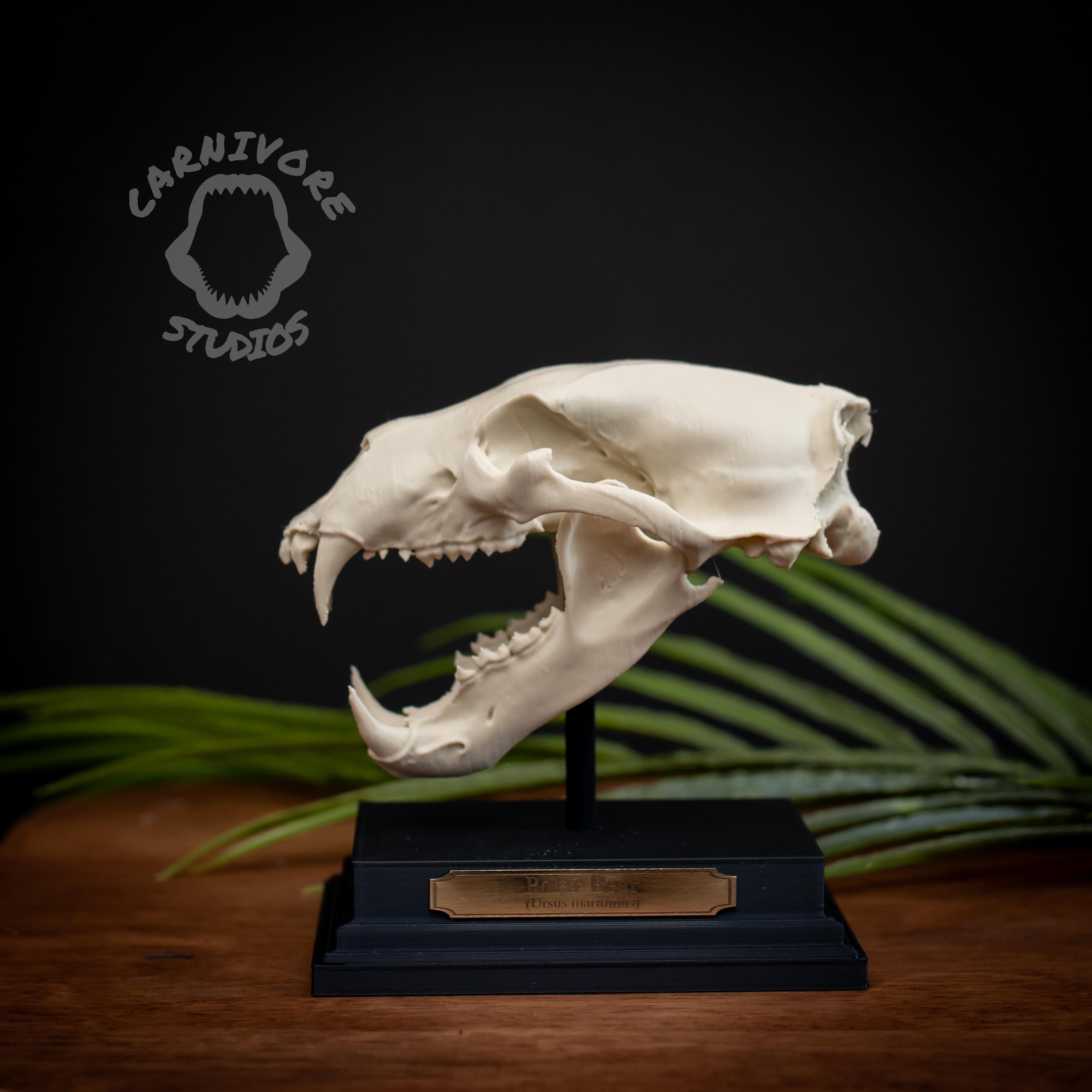 Polar Bear Skull Replica | Miniature 3D Printed Collectable With