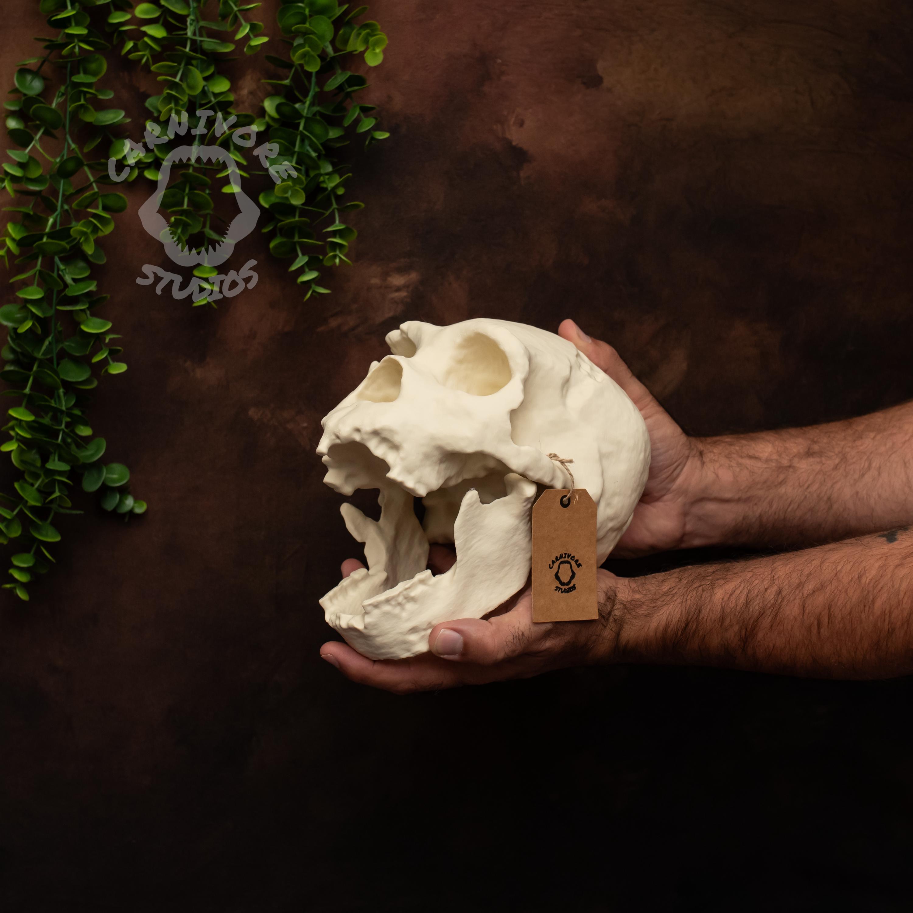 ホモ・ハイデルベルゲンシスの頭蓋骨レプリカ：実物大化石モデル