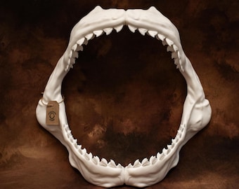 本物のホシザメの顎 Carcharhinus sorrah ~ (3-1/2