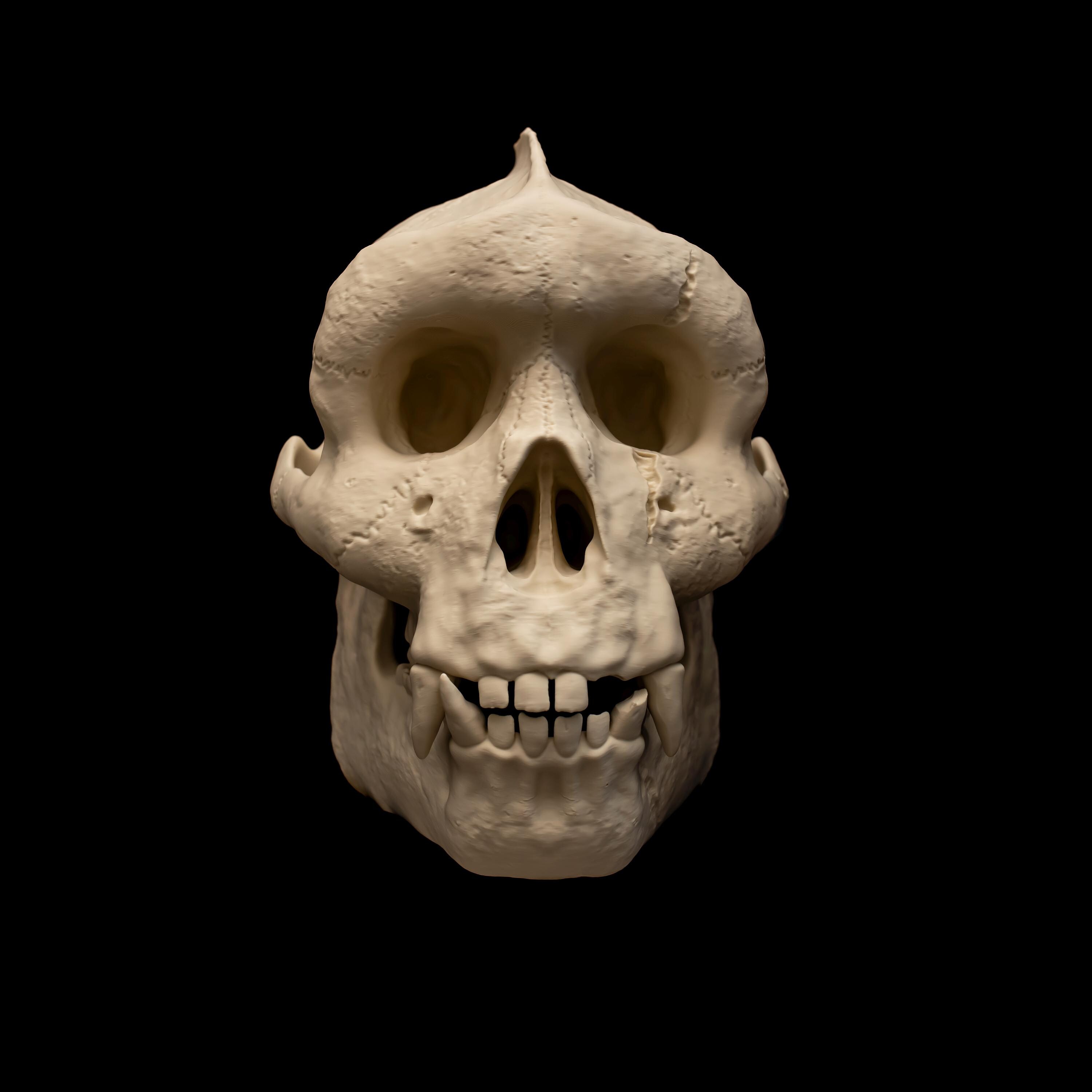 Bigfoot Sasquatch Skull Replica | Life Size Cryptid Skull