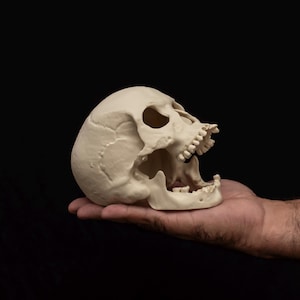 May include: A cream-coloured anatomical skull model featuring a detached lower jaw, visible cranial sutures, and detailed teeth. The skull is rendered in a matte finish with realistic bone-like textures, showcasing the eye sockets and nasal cavity.