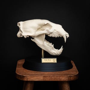 May include: A detailed, off-white polar bear skull with visible teeth and jaw, mounted on a black base. The skull is displayed on a small wooden stool against a black backdrop. A small plaque reads "Polar Bear".