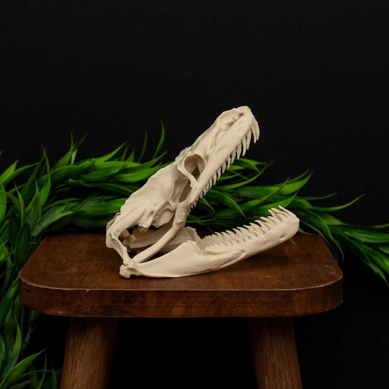 Pythonr Skull Python Skull Replica | 150mm Life-size Model | Exclusive Anatomical ...