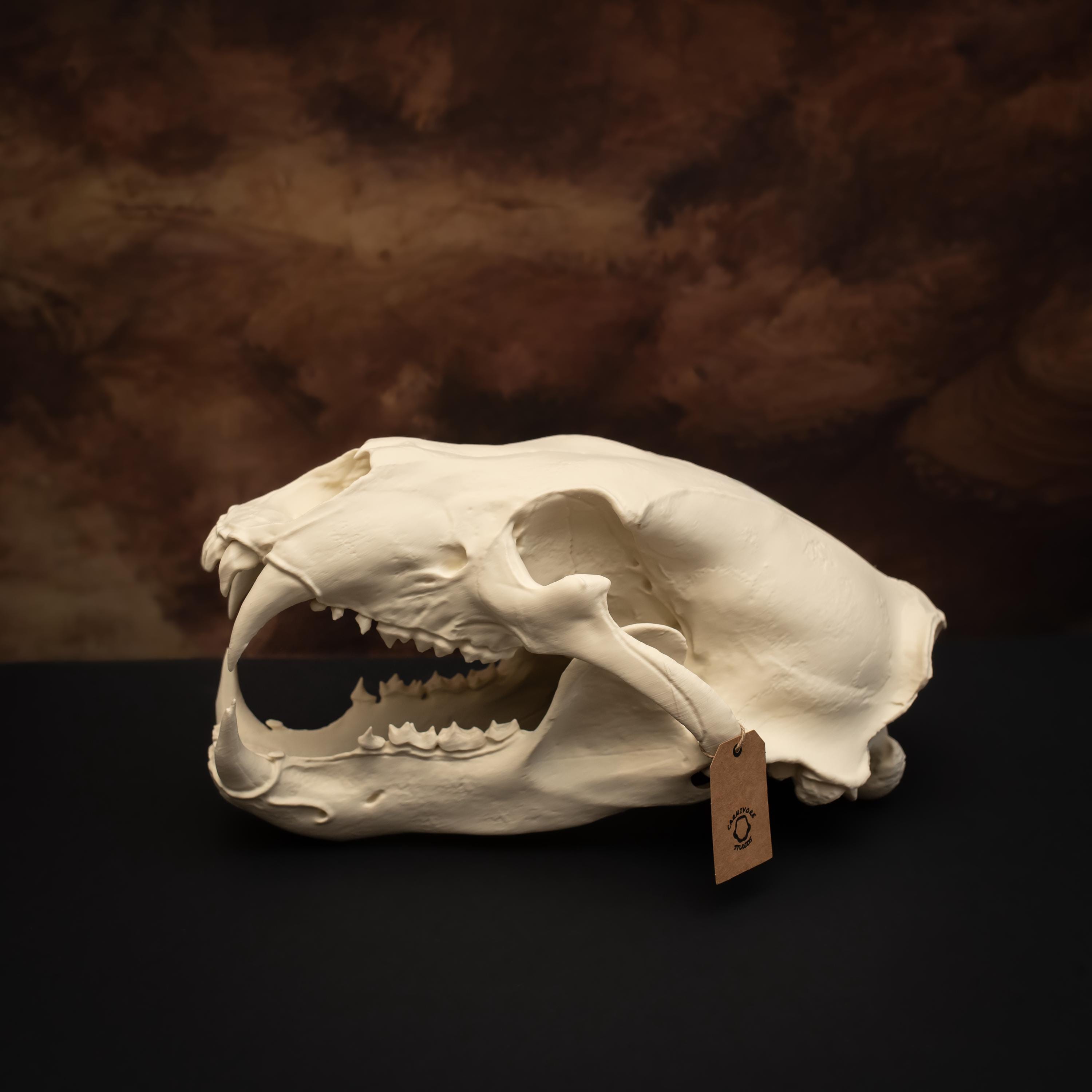 Polar Bear Skull Replica Life Size 43cm Giant Bear Skull Natural