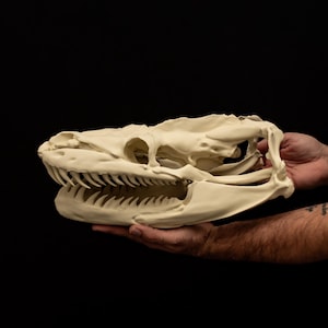 Titanoboa Skull Replica Giant Prehistoric Snake Skull Fossil Model