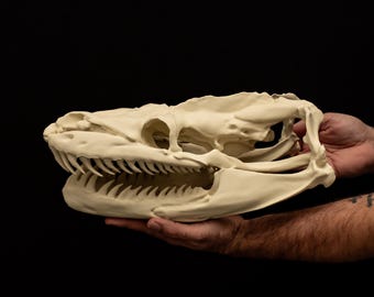 Titanoboa Skull Replica Giant Prehistoric Snake Skull Fossil Model